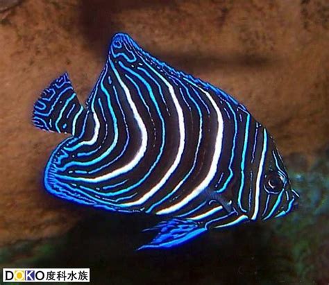 十字路 家 風水 藍紋神仙魚可以吃嗎